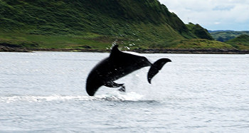 Cuan Dolphin