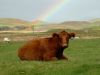 Cow with Rainbow